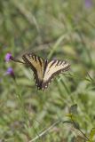 Eastern Tiger Swallowtail, Papilio glaucus