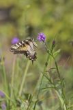 Eastern Tiger Swallowtail, Papilio glaucus