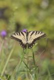 Eastern Tiger Swallowtail, Papilio glaucus