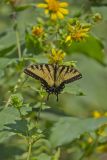 Eastern Tiger Swallowtail, Papilio glaucus