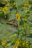 Eastern Tiger Swallowtail, Papilio glaucus