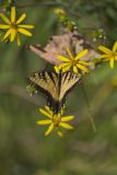 Eastern Tiger Swallowtail, Papilio glaucus