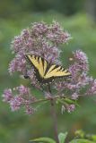 Eastern Tiger Swallowtail, Papilio glaucus