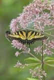 Eastern Tiger Swallowtail, Papilio glaucus