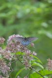 Eastern Tiger Swallowtail, Papilio glaucus