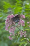 Eastern Tiger Swallowtail, Papilio glaucus