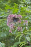 Eastern Tiger Swallowtail, Papilio glaucus