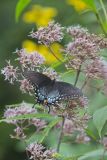 Eastern Tiger Swallowtail, Papilio glaucus