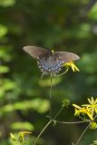 Eastern Tiger Swallowtail, Papilio glaucus