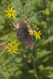 Eastern Tiger Swallowtail, Papilio glaucus