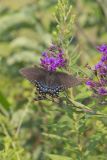 Eastern Tiger Swallowtail, Papilio glaucus