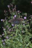 Eastern Tiger Swallowtail, Papilio glaucus