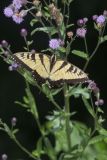 Eastern Tiger Swallowtail, Papilio glaucus
