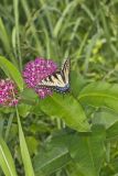 Eastern Tiger Swallowtail, Papilio glaucus