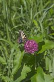 Eastern Tiger Swallowtail, Papilio glaucus