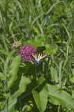 Eastern Tiger Swallowtail, Papilio glaucus