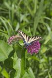 Eastern Tiger Swallowtail, Papilio glaucus