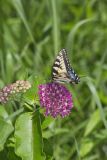 Eastern Tiger Swallowtail, Papilio glaucus