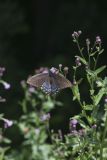 Eastern Tiger Swallowtail, Papilio glaucus