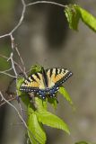 Eastern Tiger Swallowtail, Papilio glaucus