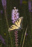 Eastern Tiger Swallowtail, Papilio glaucus