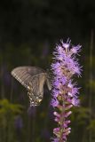 Eastern Tiger Swallowtail, Papilio glaucus