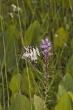 Eastern Tiger Swallowtail, Papilio glaucus
