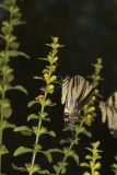 Eastern Tiger Swallowtail, Papilio glaucus