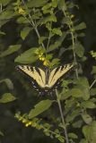 Eastern Tiger Swallowtail, Papilio glaucus