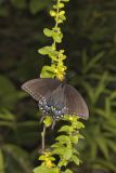 Eastern Tiger Swallowtail, Papilio glaucus