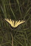 Eastern Tiger Swallowtail, Papilio glaucus