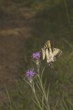 Eastern Tiger Swallowtail, Papilio glaucus