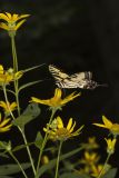 Eastern Tiger Swallowtail, Papilio glaucus