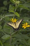 Eastern Tiger Swallowtail, Papilio glaucus