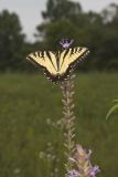 Eastern Tiger Swallowtail, Papilio glaucus