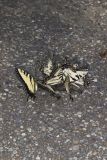 Eastern Tiger Swallowtail, Papilio glaucus
