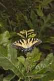 Eastern Tiger Swallowtail, Papilio glaucus