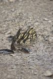 Eastern Tiger Swallowtail, Papilio glaucus