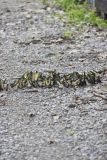 Eastern Tiger Swallowtail, Papilio glaucus