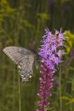 Eastern Tiger Swallowtail, Papilio glaucus