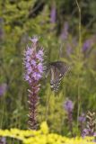 Eastern Tiger Swallowtail, Papilio glaucus