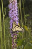 Eastern Tiger Swallowtail, Papilio glaucus