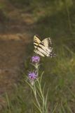 Eastern Tiger Swallowtail, Papilio glaucus