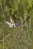 Eastern Tiger Swallowtail, Papilio glaucus