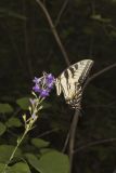 Eastern Tiger Swallowtail, Papilio glaucus