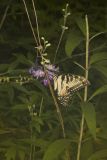 Eastern Tiger Swallowtail, Papilio glaucus