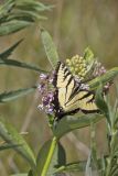 Eastern Tiger Swallowtail, Papilio glaucus
