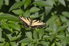 Eastern Tiger Swallowtail, Papilio glaucus