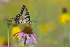 Eastern Tiger Swallowtail, Papilio glaucus