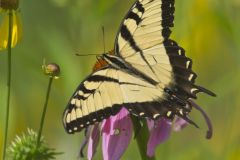 Eastern Tiger Swallowtail, Papilio glaucus